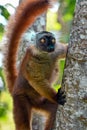 Black lemur Ã¢â¬â female , Portrait. Eulemur macaco, Madagascar nature. Royalty Free Stock Photo